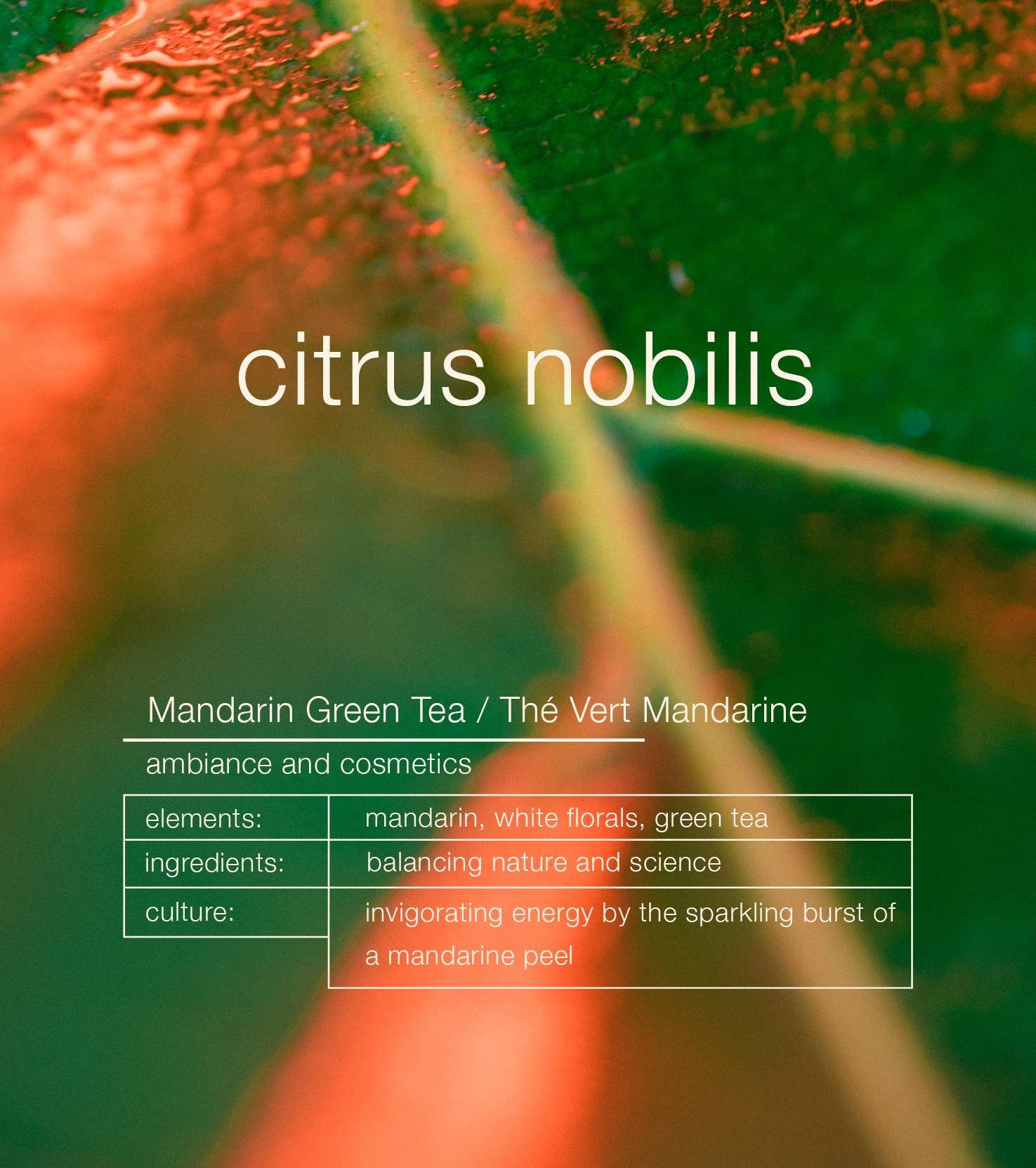 Mandarin Green Tea Citrus Nobilis Ambiance Trigger Raumduft
