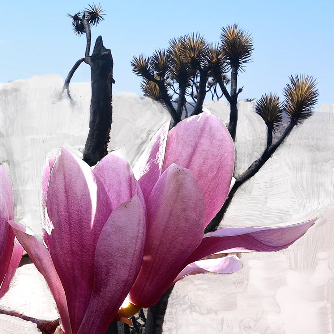 Mojave Ghost - Eau de Parfum