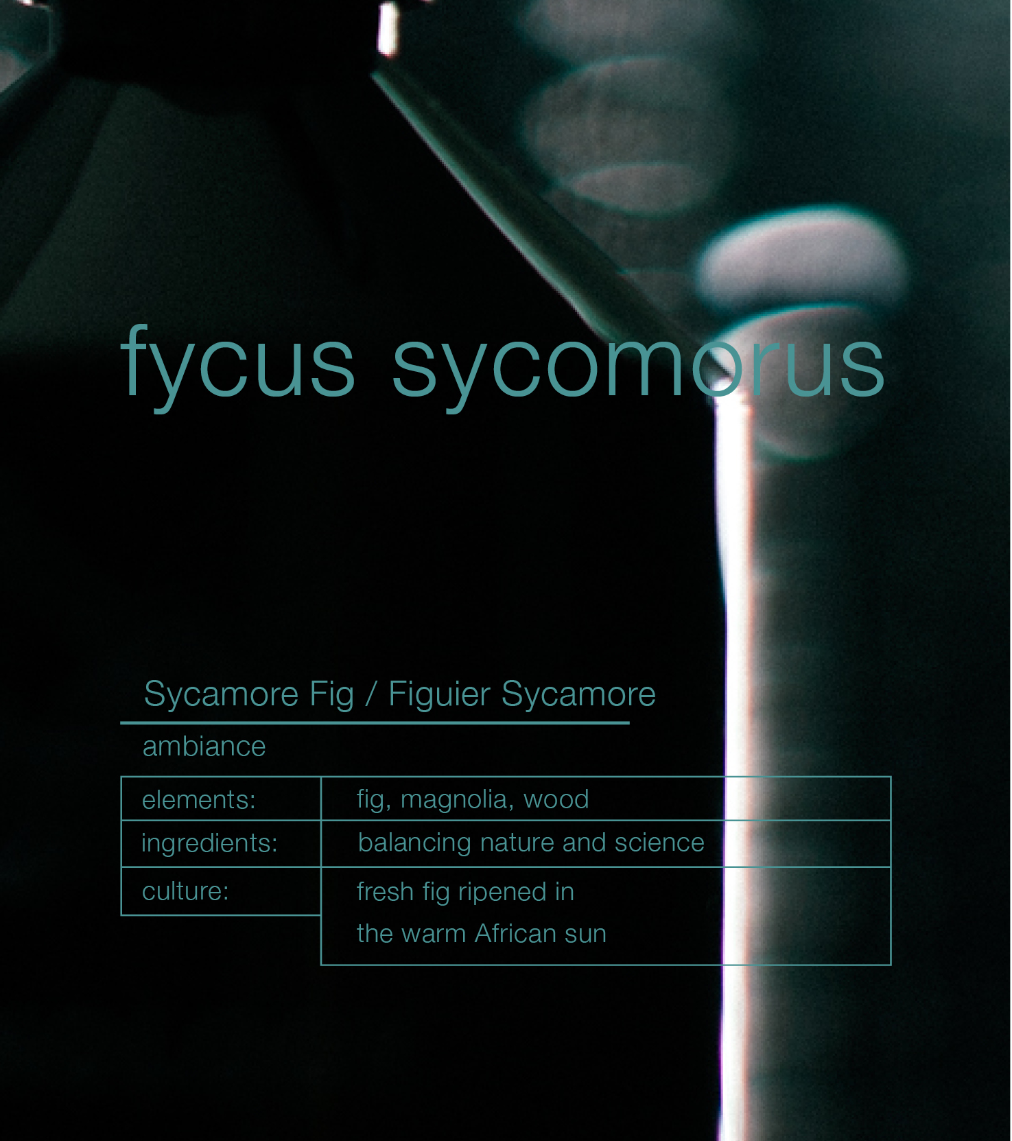 Fycus Sycomorus Sycamore Fig Ambiance Trigger Raumduft